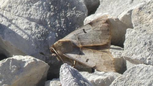 Minucia lunaris